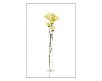 Photograph on Canvas - Yellow Spider Mum On White