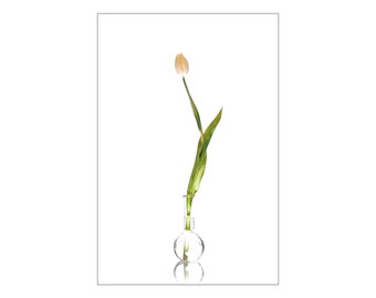 Yellow Tulip On White - Digital Photography on Canvas