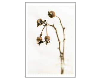 Rose Hips, Digital Photograph on Fine Art Paper