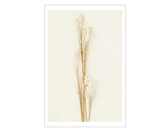 Golden Grass, Digital Photograph on Fine Art Paper