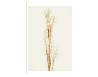 Photograph on Fine Art Paper - Golden Grass