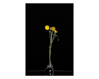 Dandelions on Black - Digital Photography on Canvas