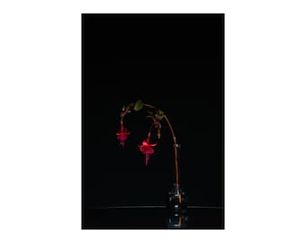 Fuchsia on Black, Digital Photograph on Fine Art Paper