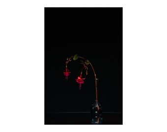 Photograph on Fine Art Paper - Fuchsia on Black