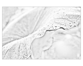 Lotus Leaf, White, Digital Photograph on Canvas