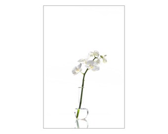 White Orchid on White, Digital Photograph on Fine Art Paper