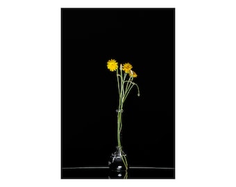 Dandelions on Black, Digital Photograph on Fine Art Paper