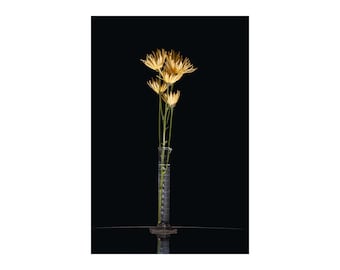 Photograph on Canvas - Yellow Spider Mum on Black