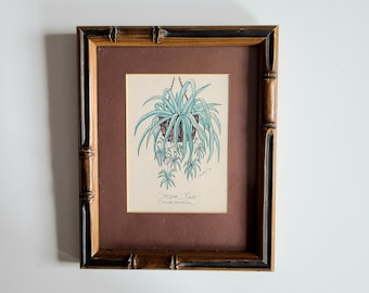 Vintage 1976 art print signed by Dandeleau. Botanical art. Spider Plant. Chlorophytum.