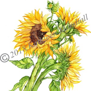 Girassóis de verão, feitos à mão, em branco, cartão de arte impresso com ilustração original em aquarela, assinado à mão pelo artista