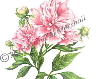 1 New Peony's , Hand made, Blank, Original Watercolor Illustration printed Art Card, Hand signed by artist