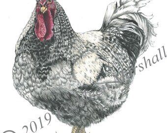 Nancy Chicken art card,  Hand made, Blank, Original Watercolor Illustration printed Art Card, Hand signed by artist