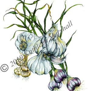Knoflook kaart, met de hand gemaakt, blanco, originele aquarel illustratie afgedrukt kunstkaart, hand ondertekend door kunstenaar