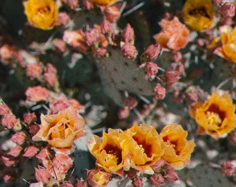 Cactus nel cinema