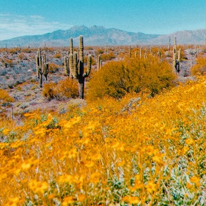 Arizona Landschaft auf Film