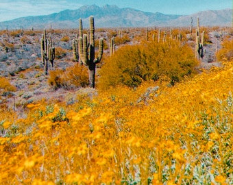 Paesaggio dell'Arizona su pellicola