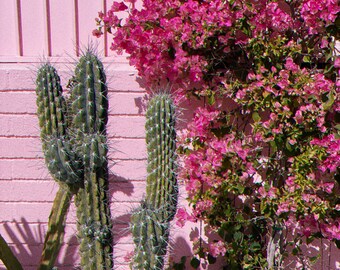 Fiori rosa e cactus su pellicola