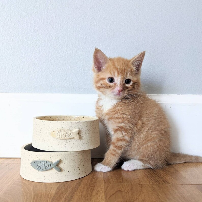 custom cat bowls