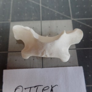 May include: A small, off-white bone, possibly a vertebra, with a curved shape and textured surface. The bone is positioned above a piece of paper with the handwritten word "OTTER".
