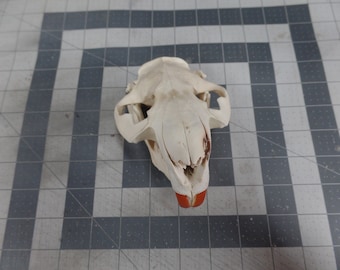 One A- quality Large Beaver Skull, bone, parts #1