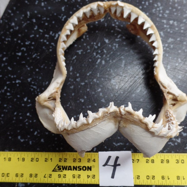 10 3/4" wide Mako?l Shark Jaw  bone animal skull #4