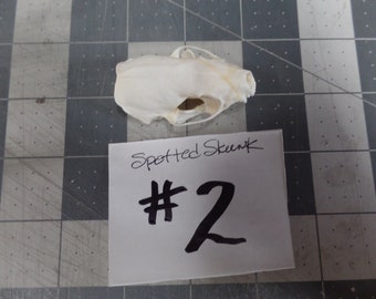 No.1 spotted Skunk skull real bone teeth part jaws #2