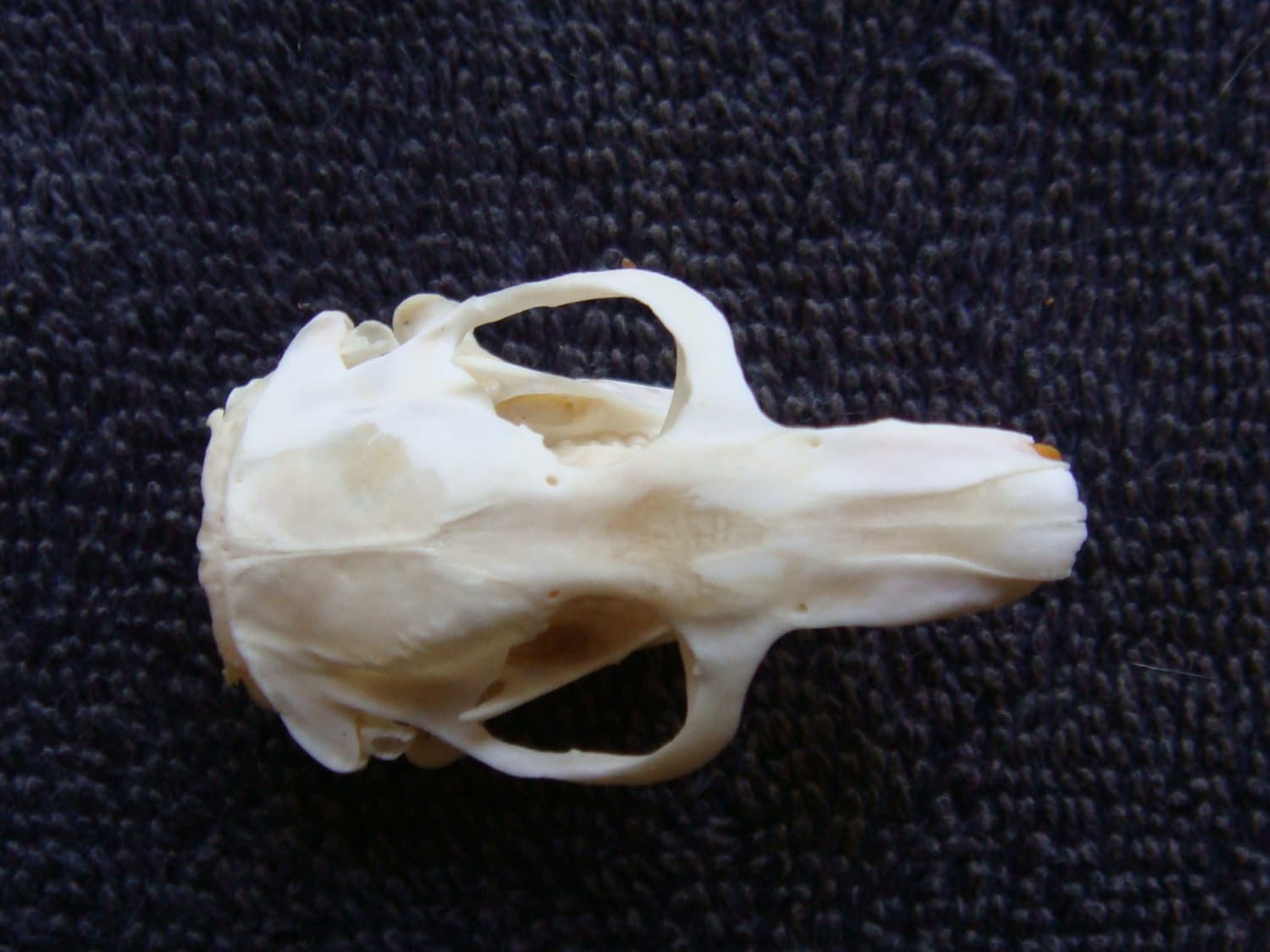 One No.1 quality Pocket Gopher Skull boneparts Etsy