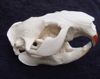 One No.1 quality Large Beaver Skull ,bone,parts