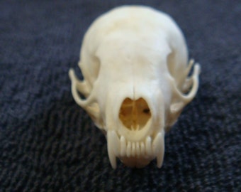 Real Nice top quality No. 1  Pine Martin skull real bone teeth part jaws.