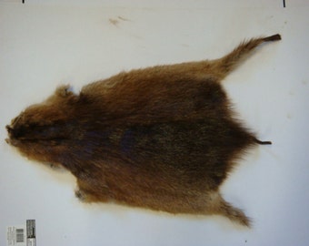 Tanned Muskrat fur hide, winter fur,no bones,claws,skull,teeth,