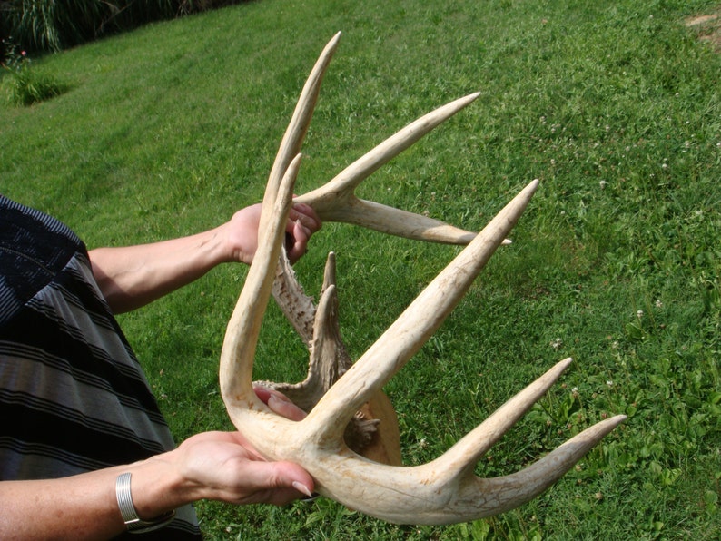9 Point 21 wide Whitetail Deer rack scores 152 Etsy