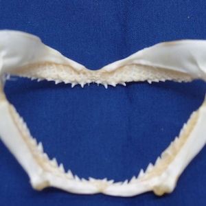 2 3/4&quot; - 3&quot;  Real Shark Jaw No.1 quality bone animal skull