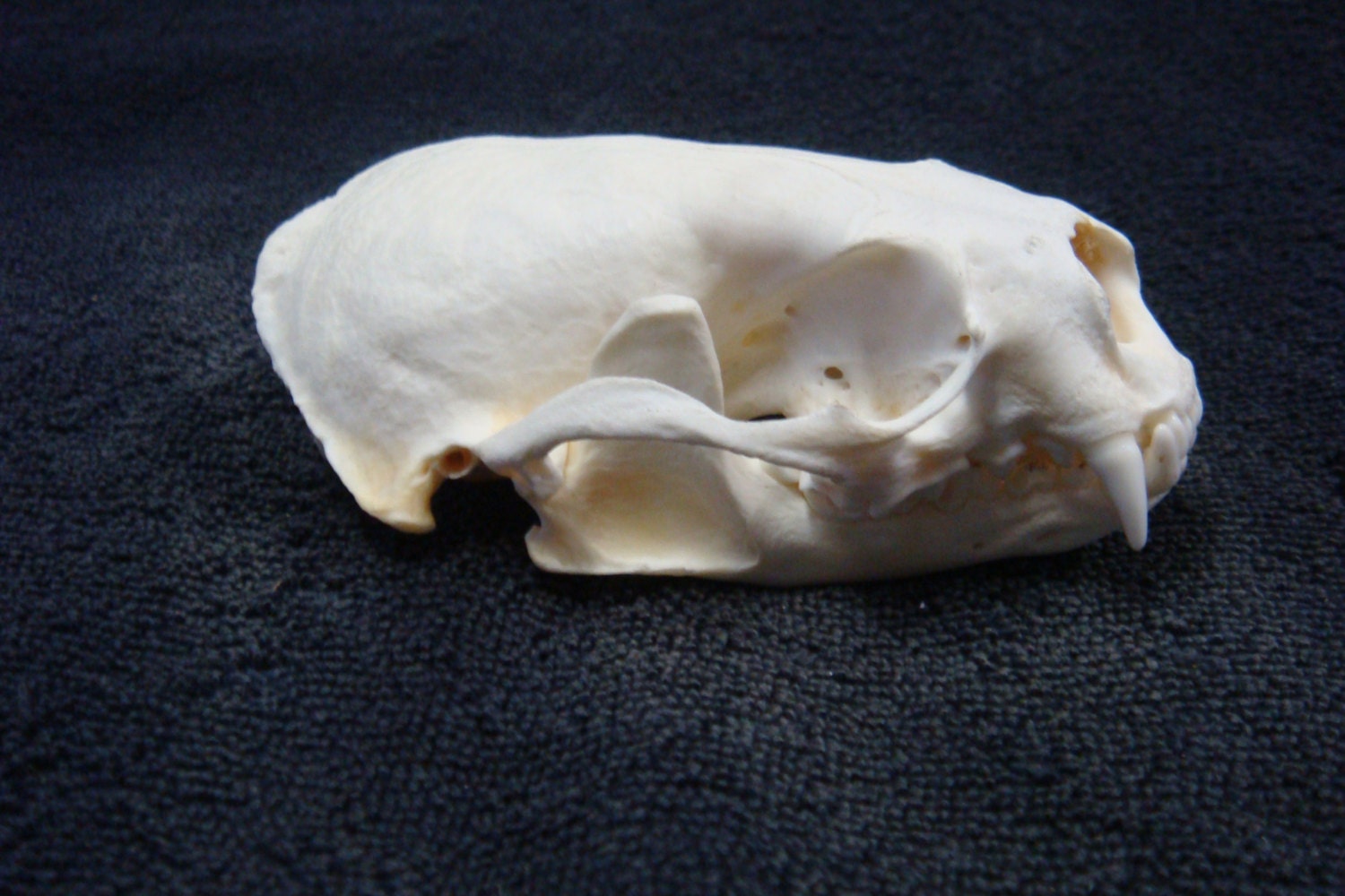 One No.1 quality Large Otter skull,bone,parts