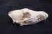 1 Large No. A- quality Real Coyote skull,bone,parts 