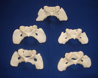 Coyote atlas vertabrae bone