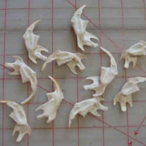 May include: A collection of eleven off-white, bone-like objects, possibly teeth or jaw fragments, scattered on a grid-lined surface. Each piece has a unique shape with curved and pointed elements, suggesting a biological origin. The objects vary in size and orientation.