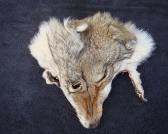 Tanned Coyote Fur Face, no bones,claws,skull,teeth,hide