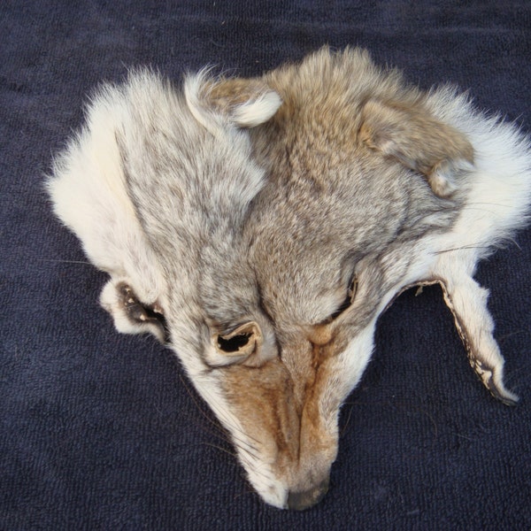 Tanned Coyote Face fur,bones,claws,skull,teeth,hide