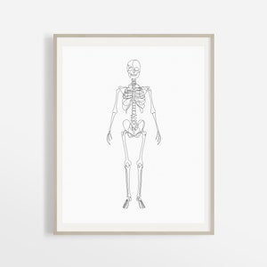 Full Human Skeleton Body Artwork, Abstract Skeletal System Printable, Minimalist Medical Wall Art, Chiropractor Bone Art Print, Doctor Art.