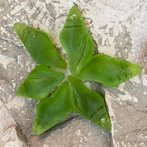 May include: A six-pointed star made of green sea glass. The glass is smooth and polished, with a slight sheen. The star is lying on a gray, textured surface.