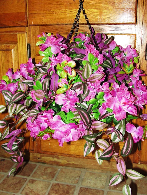 lavender size plant Three Tier Lavender Collection