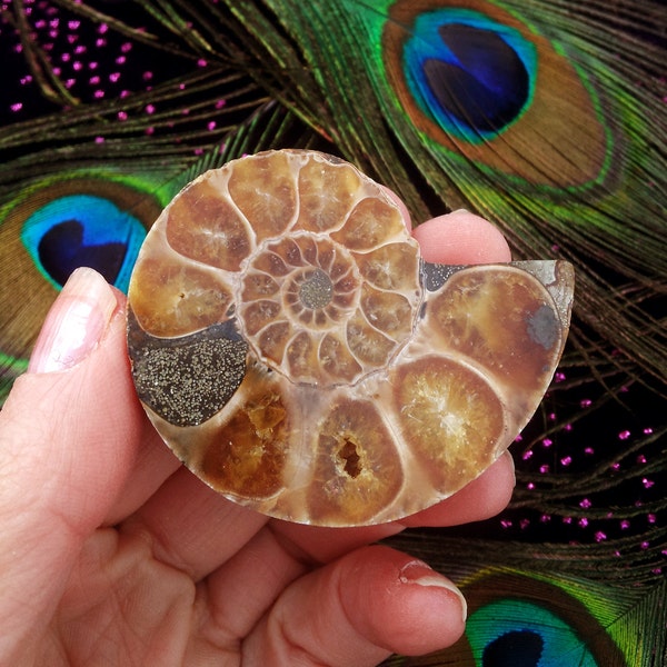 Fascinating Polished Spiral Ammonite Fossil Specimen Madagascar - Deep Meditation & Access to Higher Self