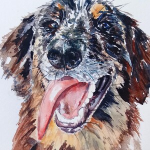 Dog Watercolor. Dog portrait. tan point blue merle aussiedoodle. Goofy face, sunsouttonguesout image 1