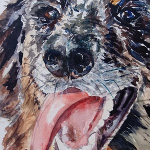 Dog Watercolor. Dog portrait. tan point blue merle aussiedoodle. Goofy face, sunsouttonguesout image 4