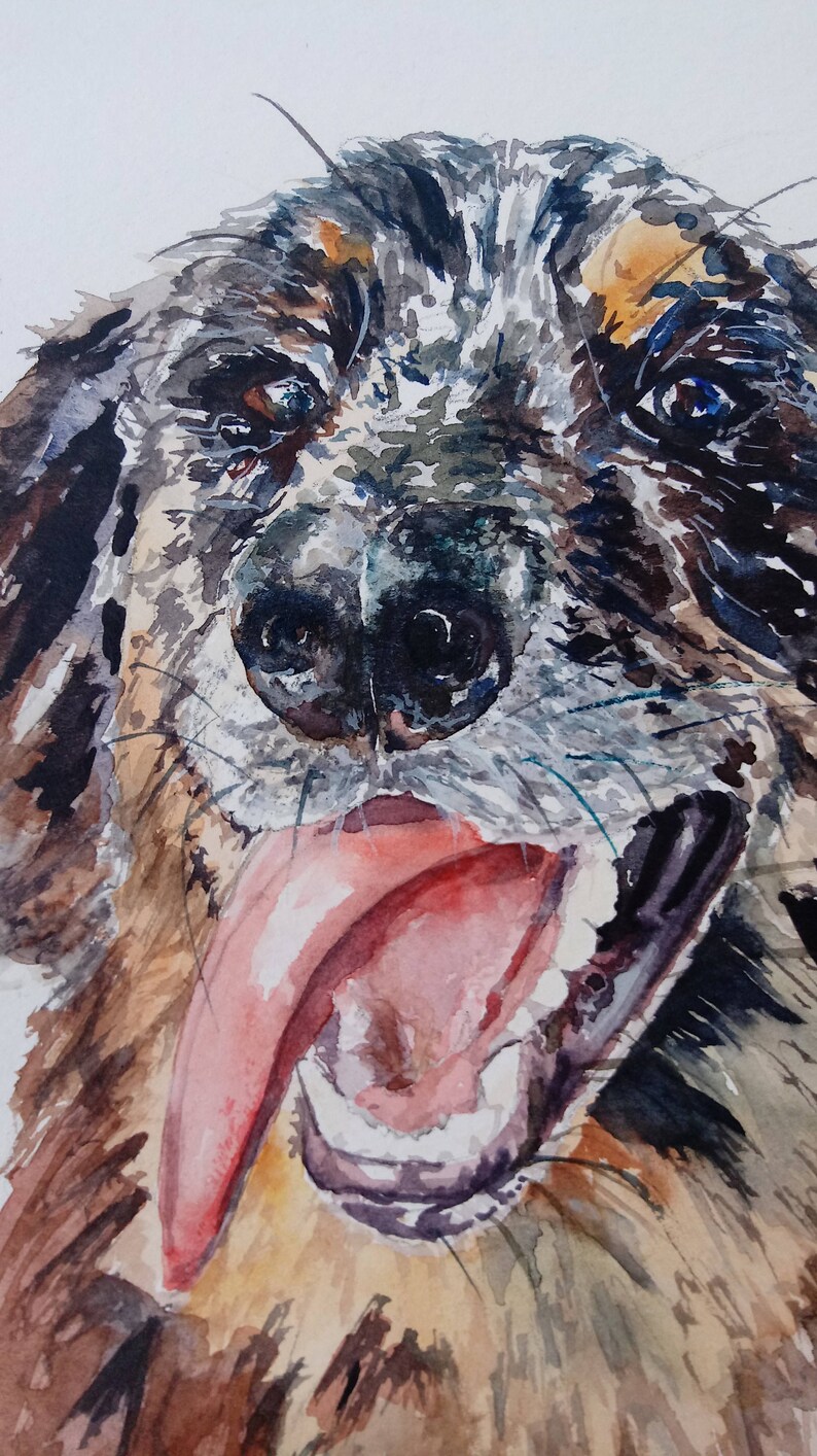 Dog Watercolor. Dog portrait. tan point blue merle aussiedoodle. Goofy face, sunsouttonguesout image 4