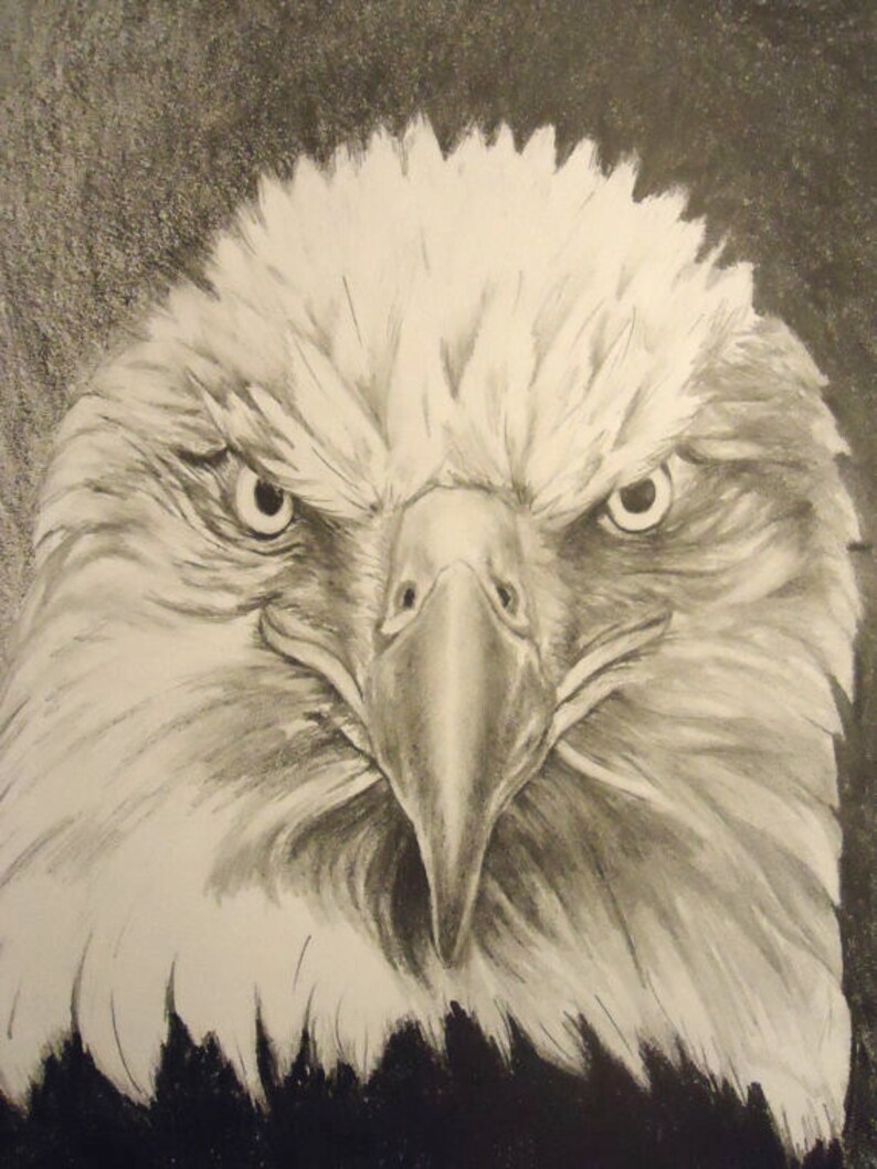 American Bald Eagle. Fierce Eagle. American Eagle. Drawing/portrait