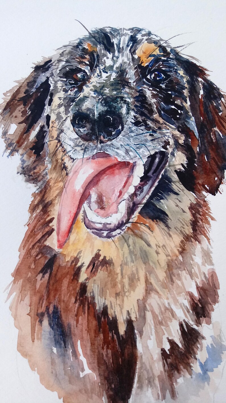 Dog Watercolor. Dog portrait. tan point blue merle aussiedoodle. Goofy face, sunsouttonguesout image 1