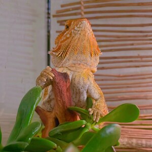 Reptile Plant Etsy
