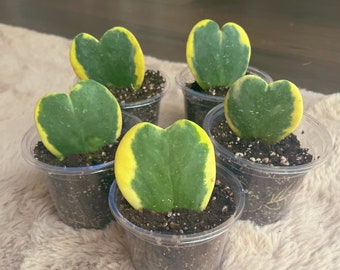 Hoya Sweetheart Varigated, 4” transparent nursery pot, rare plant