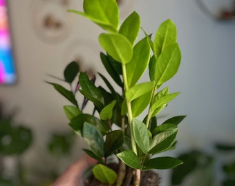 Zanzibar Gem Plant 5” nursery pot, ZZ Plants, Zamioculcas Plant